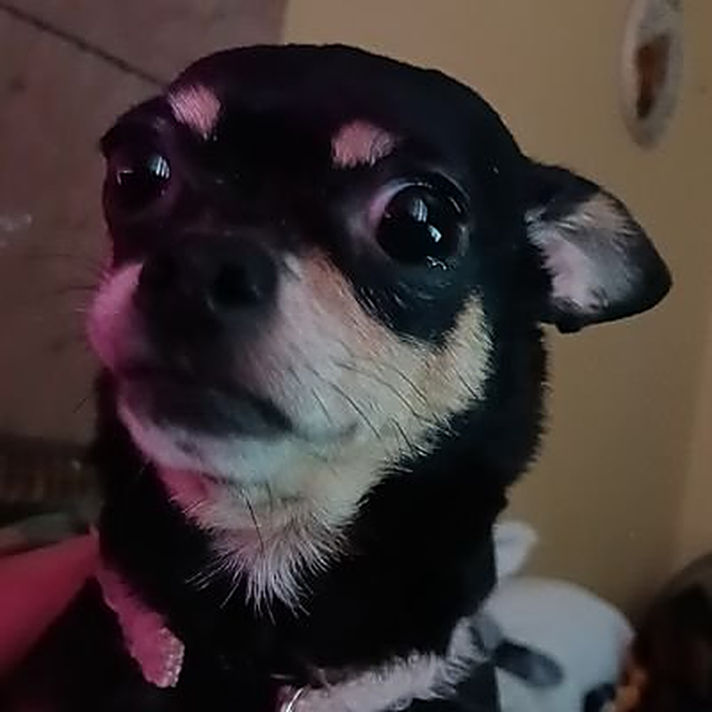 Portrait of the coach Hashbrown, a small black and tan dog